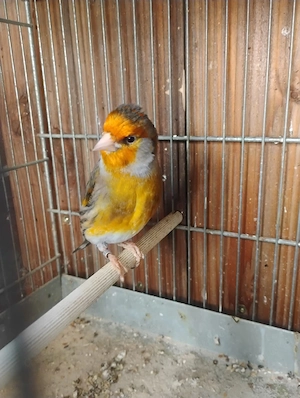 Stieglitz Mischling Hahn 