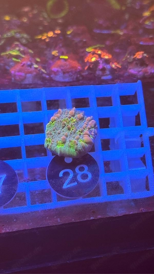 Aurora Bounce Chalice Koralle -rare- 