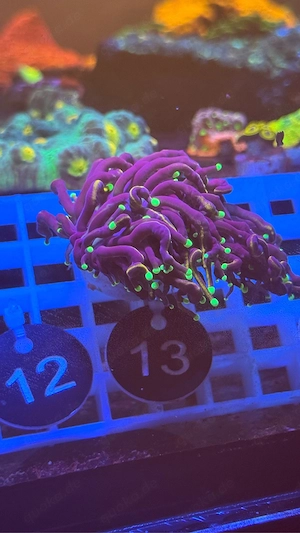 Dark hellfire Torch - Koralle 