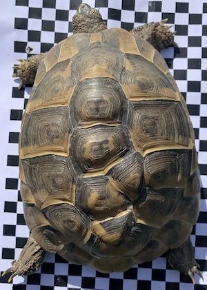 THH Schildkröten Philipp und Fritz (männlich) umständehalber abzugeben