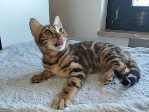 Bengal-Katze 