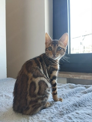 Bengal-Katze  Bild 8