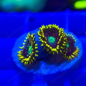 massenweise schöne Zoanthus zur Abgabe