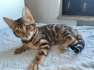 Bengal-Katze  Bild 3