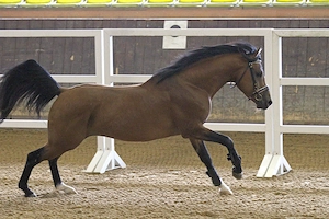 Deckanzeige Cruzado Bild 6