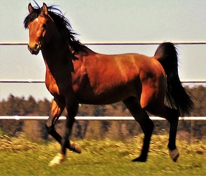 Deckanzeige Cruzado Bild 5