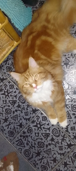 kater sucht neues heim.