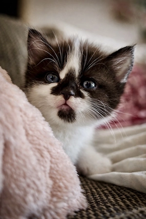 Süße ehk bkh mix kitten 