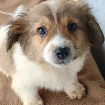 Duplo F Im Wachstum   Der süße Purzel