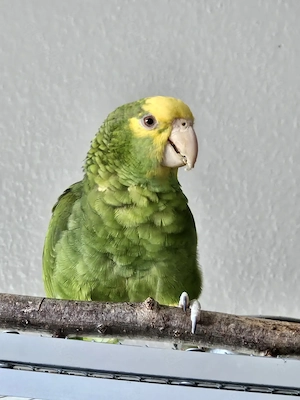 Junges Paar Doppelgelbkopf-Amazonen abzugeben  Bild 3
