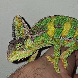 Jemenchamäleons 