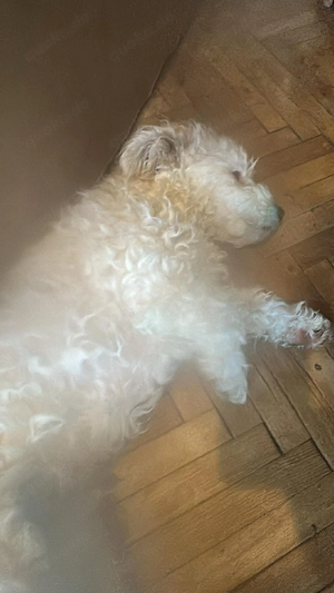 Nikita, kleiner Hundemann sucht Bleibe für immer  Bild 5