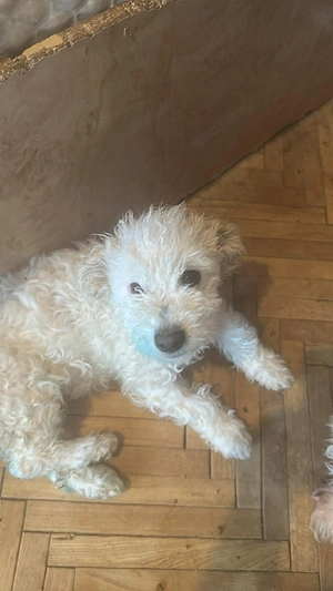 Nikita, kleiner Hundemann sucht Bleibe für immer 