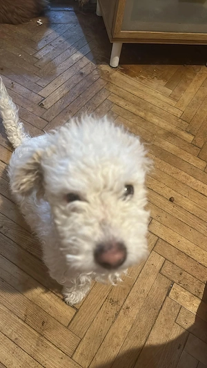 Nikita, kleiner Hundemann sucht Bleibe für immer  Bild 3