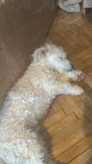 Nikita, kleiner Hundemann sucht Bleibe für immer  Bild 6