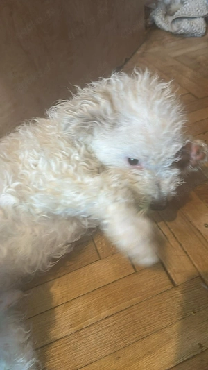 Nikita, kleiner Hundemann sucht Bleibe für immer  Bild 4