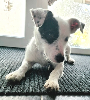 Spoty sucht Ihre Menschen!