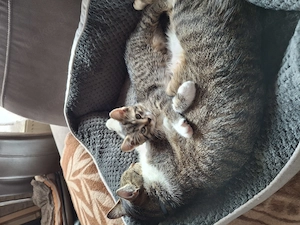 Kleine süße Kätzchen 11 Monate alt menlich sehr süß 