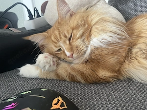 Deckkater Leo Maine-coon