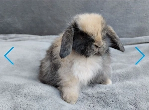 Kleine tolle Mini Lop Kaninchen Hasen zu Abgabe.