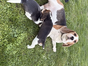 Beagle Welpen 