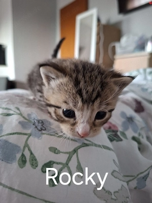 verkaufe Katzen Bild 2