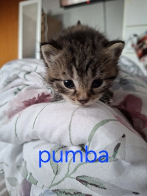 verkaufe Katzen Bild 3