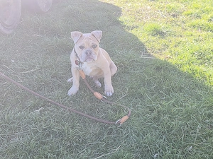 Old Englisch Bulldog Rüde Welpe 