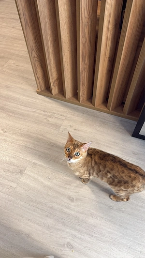 Bengal Mix Kater abzugeben