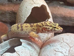 Leopard gecko gruppe 