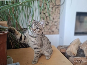 Bengal Kitten mix katzenbaby Katze kätzchen 