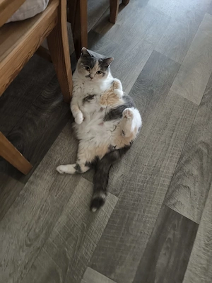 Wurfankündigung BKH Kitten 