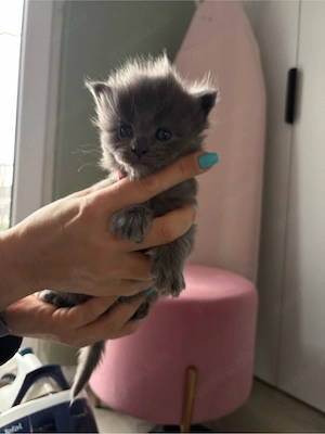 main coon baby katzen 