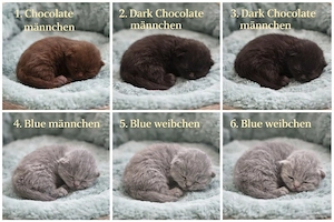 bezaubernde BKH Kitten in DarkChocolate Brown Blue