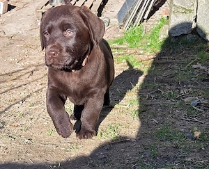 Labrador Welpen schokobraun, Ahnentafel, liebevolle Hausaufzucht, beide Elterntiere vor Ort