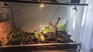 80 50 40 Bio-Aktives Terrarium,Paludarium,Vivarium für Reptilien,mit Asseln und Springschwänze 
