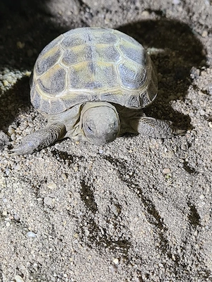 Vierzehenlandschildkröten aus Nachzucht 2025