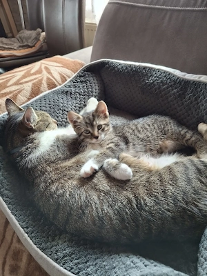 Kleine süße Kätzchen 11 Monate alt menlich sehr süß 