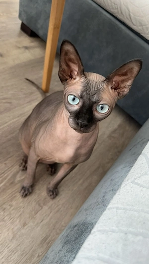 Sphynx Katzenpärchen sucht gemeinsam ein liebevolles Zuhause   
