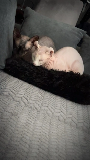 Sphynx Katzenpärchen sucht gemeinsam ein liebevolles Zuhause   