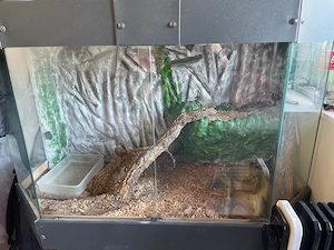 verkaufe Königspython+terrarium 