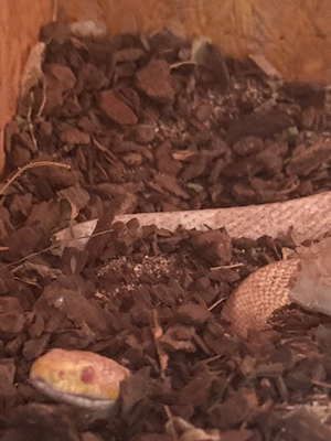 Kornnatter albino weibchen 