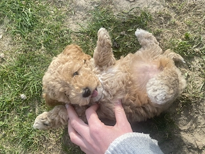 Zwergpudel  Toypudel- Bichon Hündin, Welpe