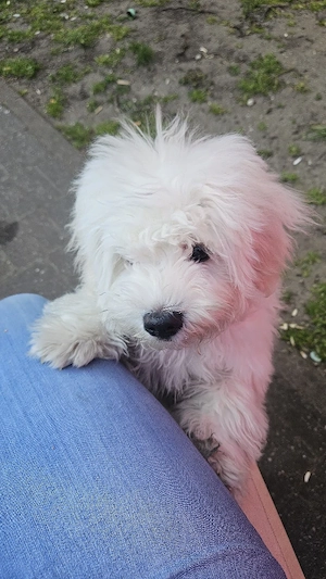 Ich verkaufen wegen ich habe keine Zeit 