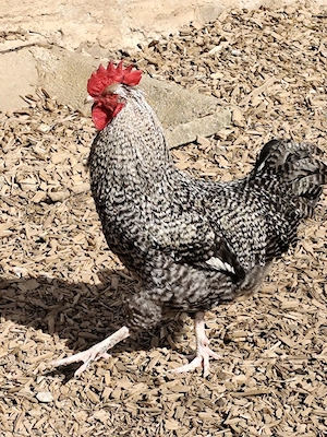 Nutztiere Hahn  Bild 2