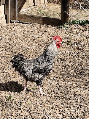 Nutztiere Hahn  Bild 3