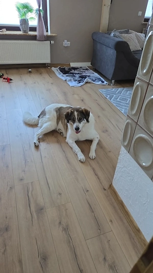 Liebevolle Mischlingshündin Layla sucht dringend ein neues Zuhause 