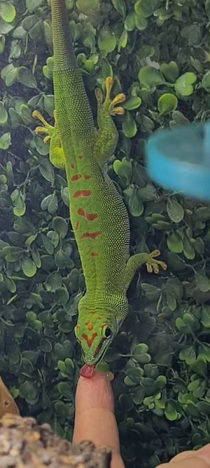 Ich möchte ein Männchen von Phelsuma grandis kaufen