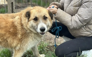  Treue Seele sucht Geborgenheit - Edda wartet auf ihr Zuhause