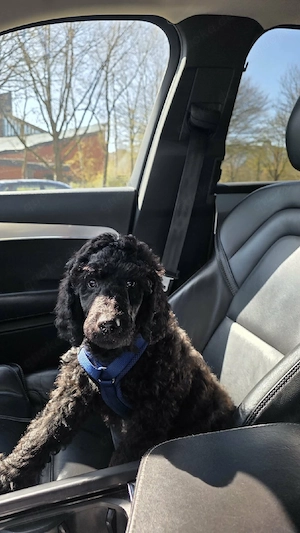 Königspudel Rüde Welpen